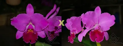 Cattleya labiata (rubra 'Superba' x escura 'Lua Cheia')
