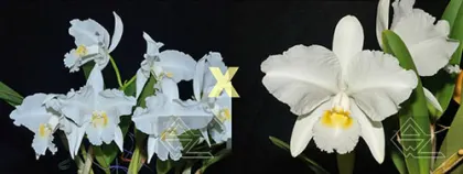 Cattleya lueddemanniana alba ('Estrela Polar' x 'Orion')