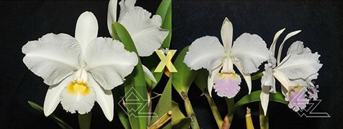 Cattleya lueddemanniana (alba 'Orion' x carnea 'Drago')