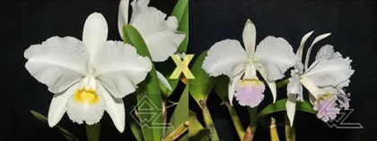 Cattleya lueddemanniana (alba 'Orion' x carnea 'Drago')