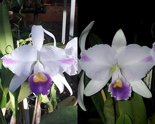 Cattleya trianae coerulea pincelada 'Heitor' x coerulea pincelada 'Majestade'