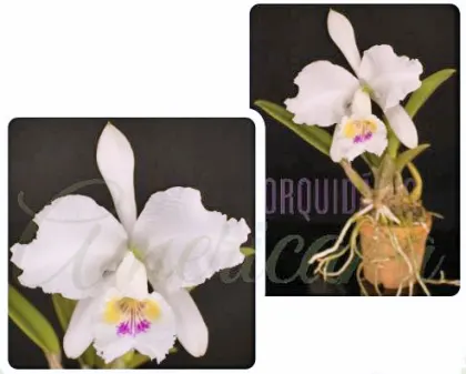 Cattleya lueddemanniana semi-alba 'Agnetha' x 'Cavacano'