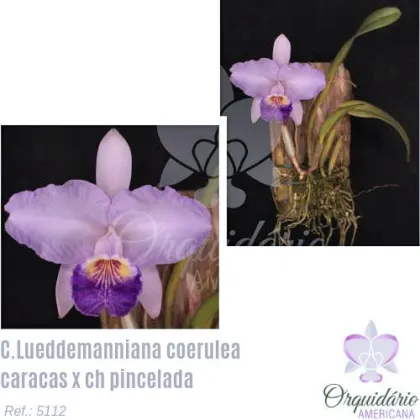 Cattleya lueddemanniana coerulea 'Caracas' x coerulea pincelada