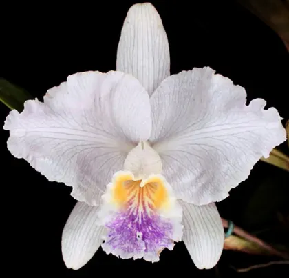 Cattleya lueddemanniana coerulea 'Caracas' x coerulea venosa '#27'