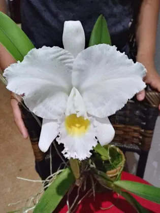 Cattleya labiata alba 'Lab#902' x self