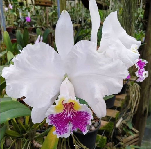 Cattleya lueddemanniana semi-alba ('Mamacita' x 'Castro') x sib