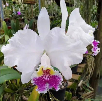 Cattleya lueddemanniana semi-alba ('Mamacita' x 'Castro') x sib