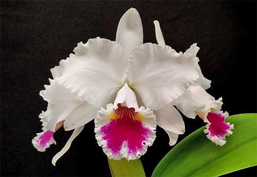 Cattleya labiata semi-alba (12306 x FS3313)