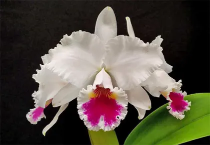 Cattleya labiata semi-alba (12306 x FS3313)