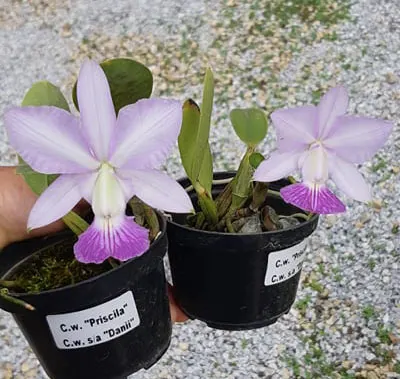 Cattleya walkeriana suave 'Priscila' x semi-alba 'Dany'