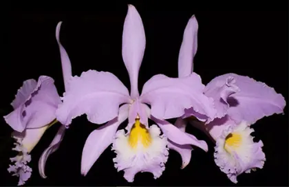 Cattleya gaskelliana concolor ('Ana' x 'Bela Vista')