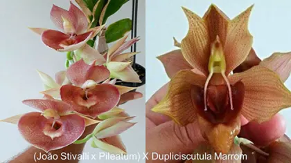 Catasetum ((Joao Stivalli x pileatum) x duplisciscutula))