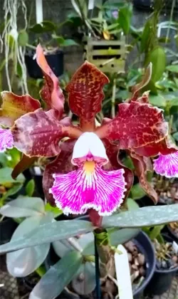 Cattleya schilleriana '#77' x 'Guarapari'