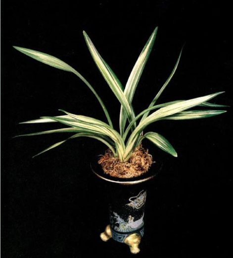 Cymbidium sinense Shi Men