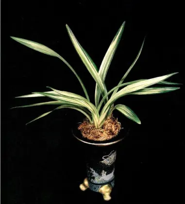 Cymbidium sinense Shi Men