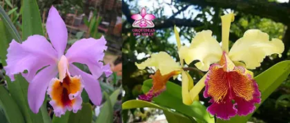 Cattleya Leda (percivaliana x dowiana)