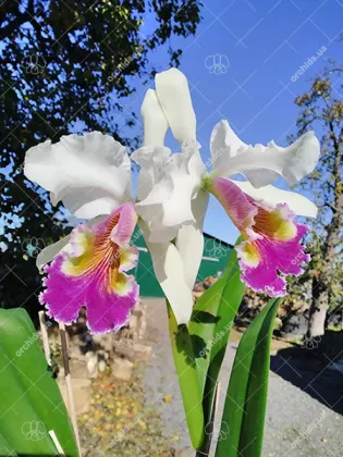 Cattleya (labiata x dowiana aurea)