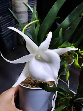Angraecum hybrid