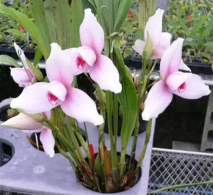 Lycaste skinneri