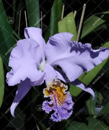 Cattleya mossiae coerulea 'Samson' x 'Terepaima'