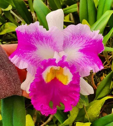 Brassocattleya Pastoral 'Innocence' x Brassolaeliocattleya Larissa