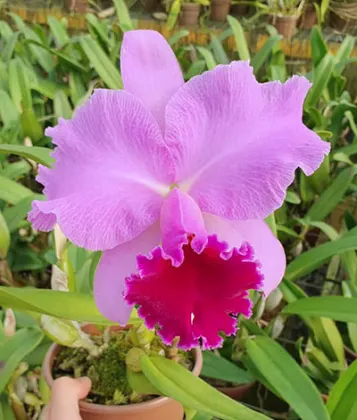 Brassolaeliocattleya Drumbeat 'Triumph' x Amy Wakasugi