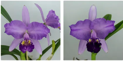 Cattleya lueddemanniana var purpurea x var purpurea 'Baby Babe'