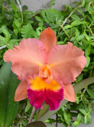 Brassolaeliocattleya Salmon Tak