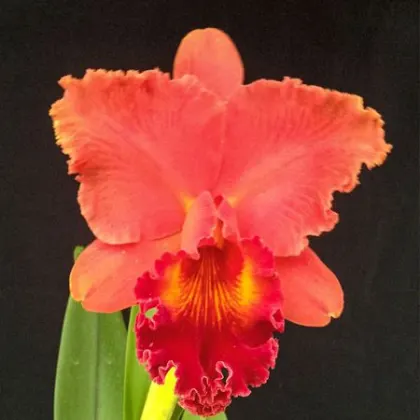 Brassolaeliocattleya Mirian Suzuki (843SZ)