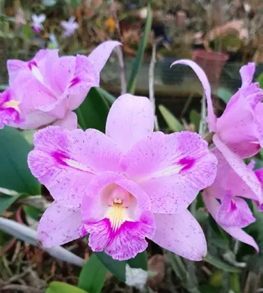 Brassolaeliocattleya Serra de Itapeti