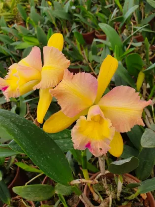 Brassolaeliocattleya Luiz Hamilton