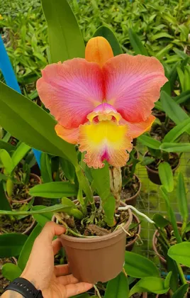 Brassolaeliocattleya Rodrigo Suzuki x Brassolaeliocattleya Yoshico Suzuki