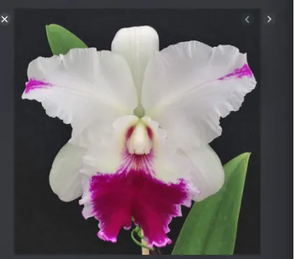 Laeliocattleya Dorothy Oka