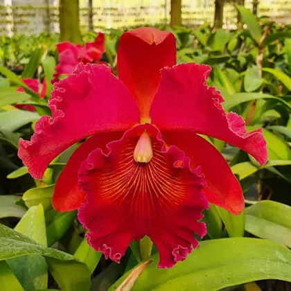 Brassolaeliocattleya Exotic Dream x Brassolaeliocattleya Chia Lin