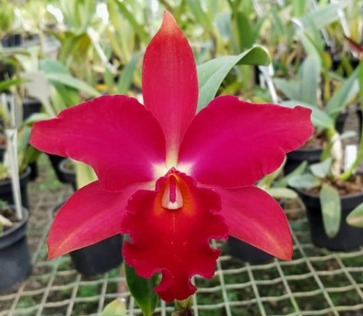 Sophrolaeliocattleya Mae Hawkins 'Miya'