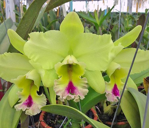 Brassolaeliocattleya  Magic Meadows 'Napoleon'