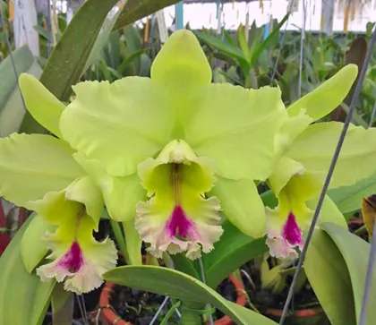 Brassolaeliocattleya  Magic Meadows 'Napoleon'