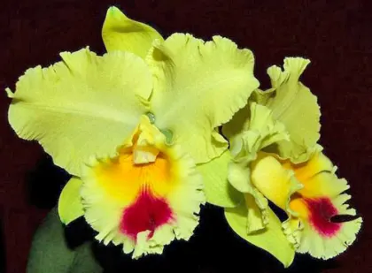 Brassolaeliocattleya Goldenzelle 'Lemon Chiffon'