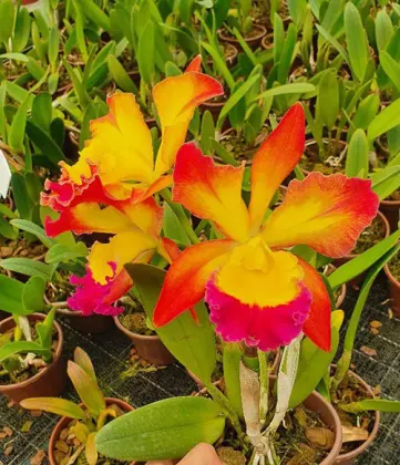 Brassolaeliocattleya Rodrigo Suzuki x Brassolaeliocattleya Suzukis Red Flare