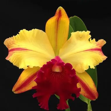 Brassolaeliocattleya Toshie Aoki 'Robin'
