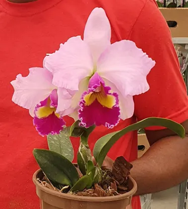 Laeliocattleya Beatriz Kunning