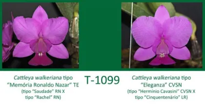 Cattleya walkeriana tipo 'Memoria Ronando Nazar' TE x Cattleya walkeriana tipo 'Eleganza' CVSN