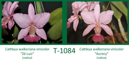 Cattleya walkeriana vinicolor 'Ze Luiz' x Cattleya walkeriana vinicolor 'Aurecy'