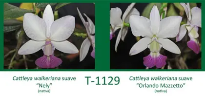 Cattleya walkeriana suave 'Nely' x Cattleya walkeriana suave 'Orlando Mazzetto'