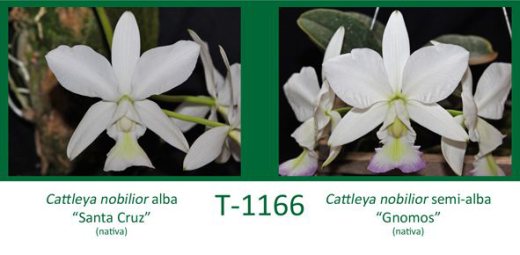 Cattleya nobilior alba 'Santa Cruz' x Cattleya nobilior semi-alba 'Gnomos'