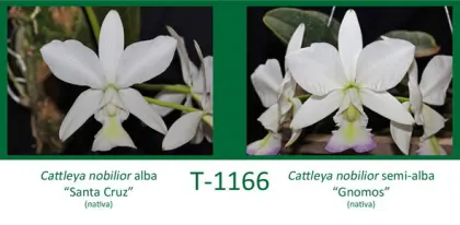 Cattleya nobilior alba 'Santa Cruz' x Cattleya nobilior semi-alba 'Gnomos'