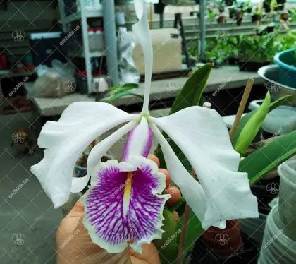 Cattleya maxima semi-alba