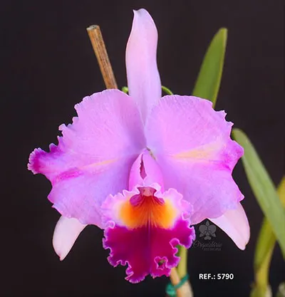 Cattleya trianae (mariposa' x rotunda) x trilabelo #5790