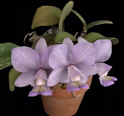 Cattleya nobilior amaliae-venosa 'Mascaras'