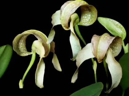 Bulbophyllum burfordiense